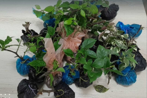 Bibit Bugenvil dan Biji Mangga Ilegal Diamankan Petugas Karantina Entikong