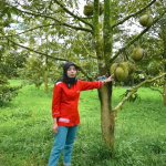 Omzet Belasan Juta Perhari! Rahasia Sukses OG Durian Kembangkan Durian Premium Musang King dan Ochee