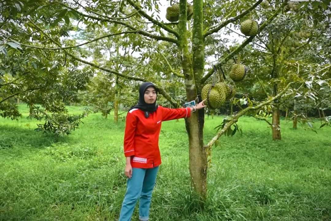Omzet Belasan Juta Perhari! Rahasia Sukses OG Durian Kembangkan Durian Premium Musang King dan Ochee