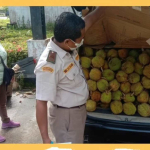 Pekawai Jadi Primadona Baru di Perbatasan, Karantina Kalbar Catat Ekspor Ratusan Ton Sepanjang Januari