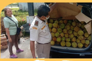 Pekawai Jadi Primadona Baru di Perbatasan, Karantina Kalbar Catat Ekspor Ratusan Ton Sepanjang Januari