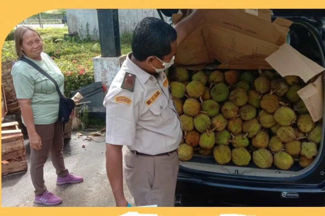 Pekawai Jadi Primadona Baru di Perbatasan, Karantina Kalbar Catat Ekspor Ratusan Ton Sepanjang Januari