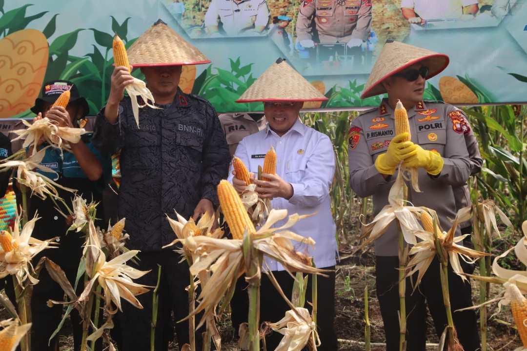 Pecahkan Rekor MURI, Panen Raya Jagung Bengkayang Libatkan 1.750 Petani!