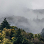 Wamen Kehutanan Ingatkan Risiko Penyimpangan, Tata Kelola Hutan Harus Diperkuat